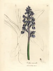 Männliches Knabenkraut, Orchis mascula