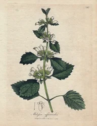 Zitronenmelisse (Melissa officinalis)