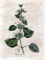 Zitronenmelisse oder Melisse - Zitronenmelisse, Melissa officinalis. Handkolorierte Kupferstichgravur aus einer botanischen Illustration von James Sowerby aus William Woodville und Sir William Jackson Hooker
