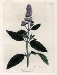 Pfefferminze. Handkolorierte Kupferstichgravur nach einer Zeichnung von James Sowerby (1757-1822) in Botanique Medicinale