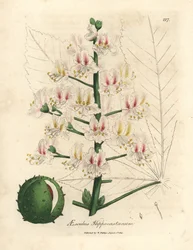 Rosa Blüte und Frucht der Rosskastanie, Aesculus hippocastanum