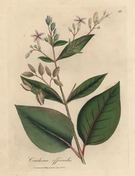 Rosa blühender Chinarindenbaum, Cinchona officinalis