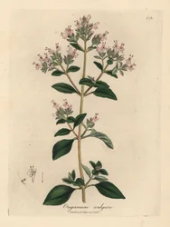 Rosa blühender Wilder Majoran, Origanum vulgare