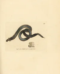 Borstenwurm, Phyllodoce lamelligera (Nereis lamelligera). Handkolorierte Kupferstichgravur von James Sowerby aus The British Miscellany, oder Coloured figures of new, rare, or little known animal subjects.