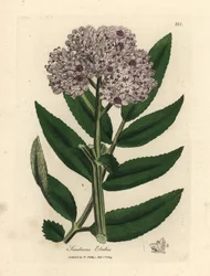 Purpurblühender Zwerg-Holunder, Sambucus ebulus
