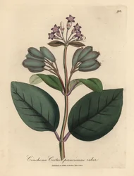 Purpurblühender roter peruanischer Rindenbaum, Cinchona cortex peruvianus ruber