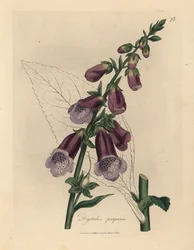 Purpur-Fingerhut, Digitalis purpurea