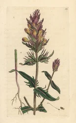 Acker-Wachtelweizen, Melampyrum arvense. Handkolorierter Kupferstich nach einer Illustration von James Sowerby aus James Smith