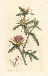 Purpur-Distel, Centaurea calcitrapa