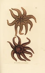 Purpur-Sonnenstern, Solaster endeca (Neunstrahliger Seestern, Asterias endeca). Handkolorierter Kupferstich von James Sowerby aus The British Miscellany, oder Coloured figures of new, rare, or little known animal subjects.