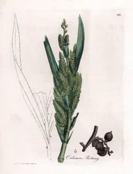 Rattanpalme, Calamus rotang