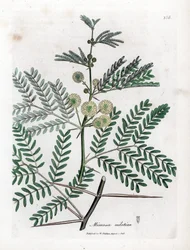 Roter Gummi - Gummiarabikabaum, Acacia nilotica. Handkolorierte Kupferstich-Illustration von James Sowerby aus William Woodville und Sir William Jackson Hookers „Medical Botany“, John Bohn, London