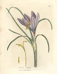 Safrankrokus, Crocus sativus