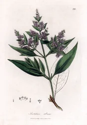 Sandelholz, Santalum album