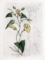 Scamonee - Scammony-Winde, Convolvulus scammonia. Handkolorierte Kupferstichgravur von James Sowerby aus William Woodville und Sir William Jackson Hooker