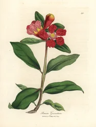 Scharlachblühender Granatapfelbaum, Punica granatum