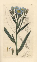 Strand-Aster, Tripolium pannonicum subsp. tripolium