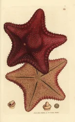 Seestern, Hippasteria phrygiana (Asterias equestris?). Handkolorierter Kupferstich von James Sowerby aus The British Miscellany, oder Coloured figures of new, rare, or little known animal subjects.