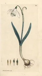 Schneeglöckchen, Galanthus nivalis. Handkolorierter Kupferstich nach einer Illustration von James Sowerby aus James Smith