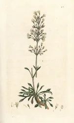 Spanisches Leimkraut, Silene otites