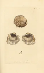 Stachlige Herzmuschel, Acanthocardia aculeata (Cardium spinosum). Handkolorierter Kupferstich von James Sowerby aus The British Miscellany, or Coloured figures of new, rare, or little known animal subjects.
