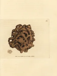 Schwamm, Haliclona cinerea (Gitter-Schwamm, Spongia cancellata). Handkolorierte Kupferstichgravur von James Sowerby aus The British Miscellany, oder Coloured figures of new, rare, or little known animal subjects.