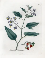Bittersüßer Nachtschatten, Solanum dulcamara. Handkolorierter Kupferstich aus einer botanischen Illustration von James Sowerby aus William Woodville und Sir William Jackson Hooker