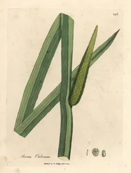 Kalmus, Acorus calamus