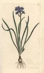 Frühlings-Blaustern, Scilla verna. Handkolorierter Kupferstich nach einer Illustration von James Sowerby aus James Smiths English Botany, London