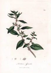 Mauerraute, Parietaria officinalis