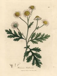 Weiß und gelbblühendes Mutterkraut, Matricaria parthenium