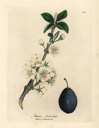 Weiße Blüte und Frucht des Pflaumen- oder Zwetschgenbaums, Prunus domestica