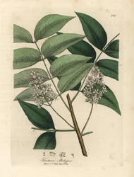 Weiß blühender Mahagonibaum, Swietenia mahogani