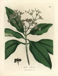 Weißblühender Pimentbaum, Myrtus pimenta