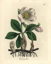 Weiß blühende Schwarze Nieswurz oder Christrose, Helleborus niger