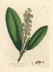 Weißblühender Kirschlorbeerbaum, Prunus laurocerasus