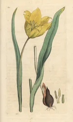 Wilde Tulpe, Tulipa sylvestris