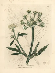 Gelbblühender Liebstöckel, Ligusticum levisticum