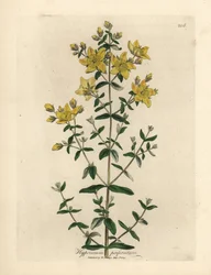Gelbblühendes durchlöchertes Johanniskraut, Hypericum perforatum