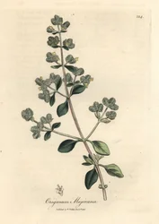 Gelb blühender Majoran, Origanum majorana