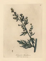 Gelb blühender Wermut, Artemisia absinthium