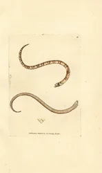 Junge Glattnatter, Coronella austriaca (Dumfriesshire-Schlange, Coluber dumfrisiensis). Handkolorierter Kupferstich von James Sowerby aus The British Miscellany, oder Coloured figures of new, rare, or little known animal subjects.