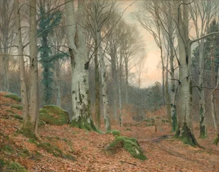 Ein walisischer Wald im Winter