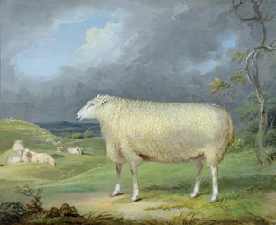 Eine Border Leicester Ewe