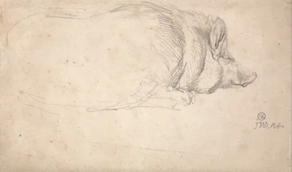Ein schlafendes Schwein