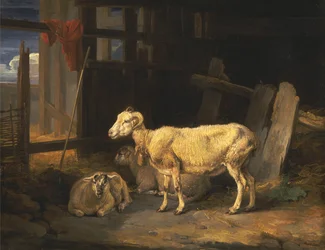 Heideschaf und Lämmer