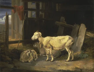 Heide-Schaf und Lämmer
