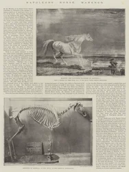 Napoleons Pferd, Marengo