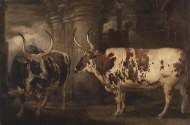 Porträts von zwei außergewöhnlichen Ochsen, Eigentum des Earl of Powis