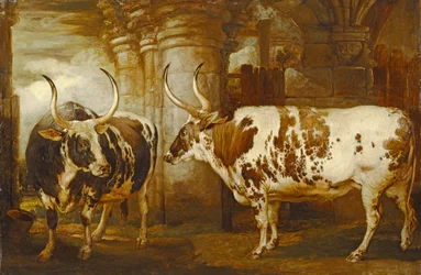 Porträts von zwei außergewöhnlichen Ochsen, Eigentum des Earl of Powis